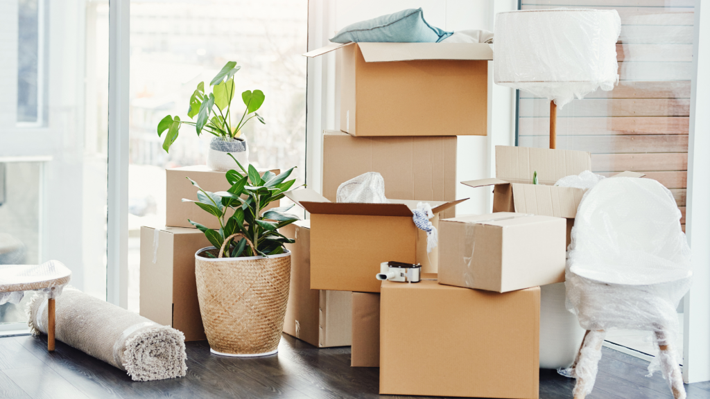 Packing boxes with plant in office